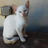 Adopta a Cyrano