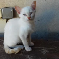 Adopta a Cyrano