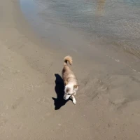Adopta a Nico
