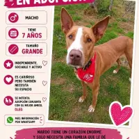 Adopta a Nardo