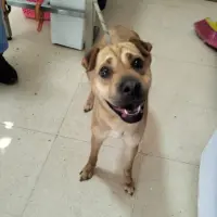 Adopta a Jane