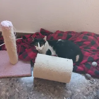 Bombón