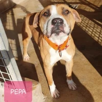 Adopta a Pepa