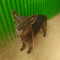 Adopta a Loba