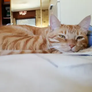 Coco