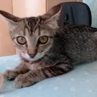 Adopta a Sabelita