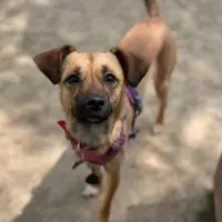 Adopta a Mafan