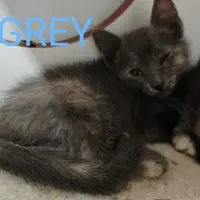 Adopta a Grey