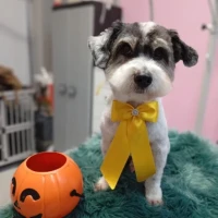 Adopta a Tricky