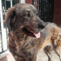 Adopta a Cleopatra