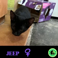 Adopta a Jeep
