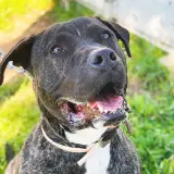 Adopta a Aslan
