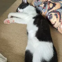 Adopta a Petardo