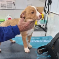 Adopta a Rafa, Cachorro En Adopción, Tlf 645978718