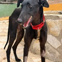 Adopta a Orión