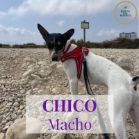 Adopta a Chico