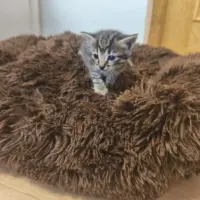 Adopta a Camila
