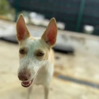 Adopta a Piña,  Preciosa Perrita, 645978718