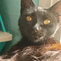 Adopta a Ideo