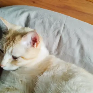 Teo