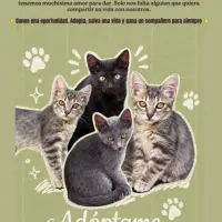 Adopta a Thor, Gus, Pimienta Y Sindy
