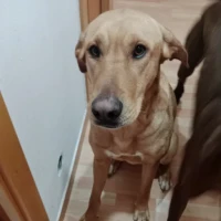 Adopta a Max