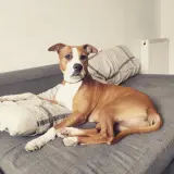 Adopta a Diva