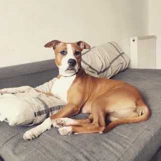 Diva