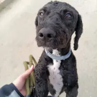 Adopta a Oreo