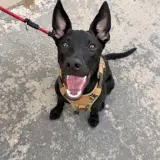 Adopta a Carbón