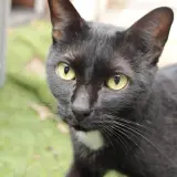 Adopta a Coque