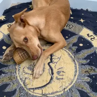 Estrellita