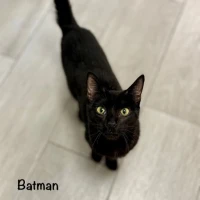 Adopta a Batman