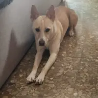 Adopta a Yuki