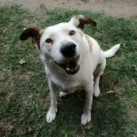 Adopta a Toby