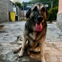 Adopta a Nook