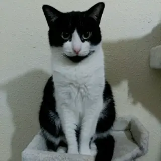 Xena