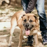 Adopta a Jordi