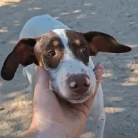 Adopta a Harpo