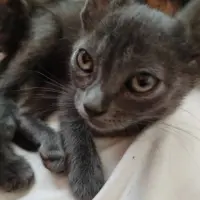 Adopta a Jupiter