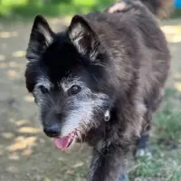 Adopta a Lluna