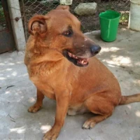 Adopta a Toby
