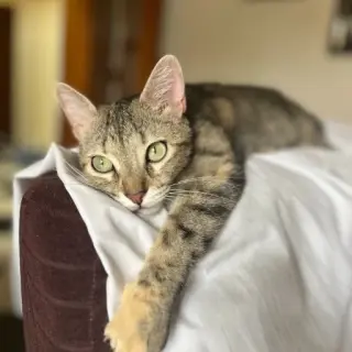 Fiona