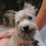 Adopta a Benito