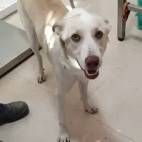 Adopta a Piña