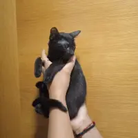 Adopta a Pantera