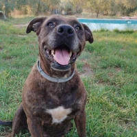 Adopta a Amira