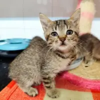 Adopta a Brisa