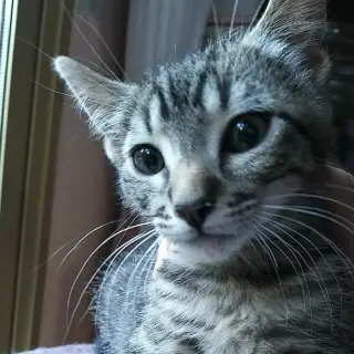 Melon