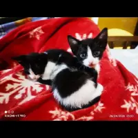 Adopta a Kitty Y Lolita